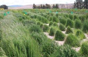 Photo: Washington State University