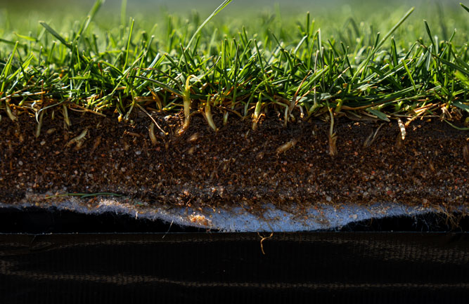Close up view of the layers of the MSU turfgrass. Photo: Michigan State University/Nick Schrader